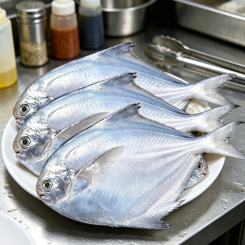 Fresh Silver Pomfret, Premium Quality